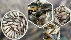 এবার দেশি মাছেও মিলল মাইক্রোপ্লাস্টিক, সবচেয়ে বেশি যে মাছে