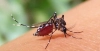২৪ ঘন্টায় ডেঙ্গুতে ৭ বিভাগে প্রাণ গেল ১০ জনের, নতুন ভর্তি ৯৬৬