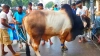 বাংলাদেশে ঈদুল আজহা ৭ জুন, ছুটি মিলবে ৬ দিন
