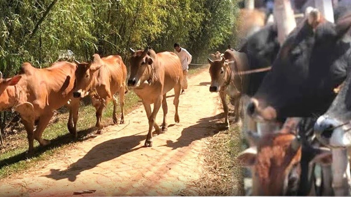 সীমান্ত দিয়ে চোরাই গরুর স্রোত