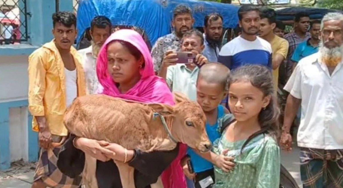 পাওনা টাকার জেরে গরু নিয়ে গেলেন বিএনপি নেতা, বাছুর কোলে নিয়ে নারীর আদালত যাত্রা