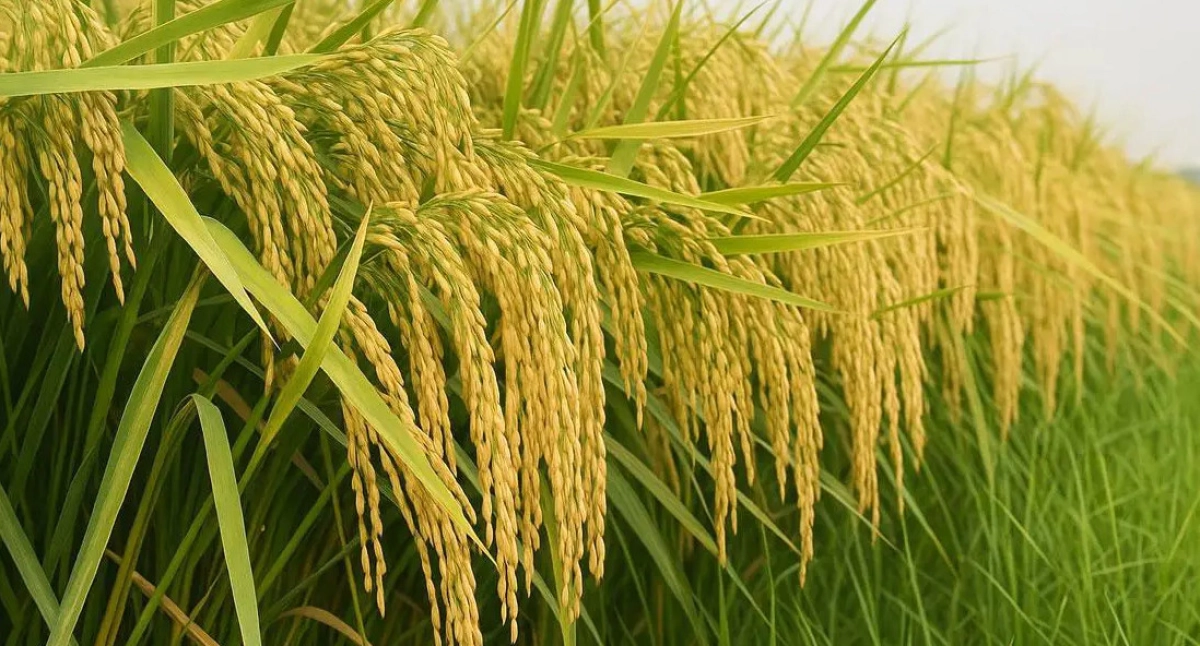 নতুন ধানের জাত উদ্ভাবনে সাফল্য: লাগবে না অতিরিক্ত সার বা কীটনাশক!