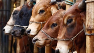 একটি ভুলেই বাতিল হতে পারে আপনার কোরবানি